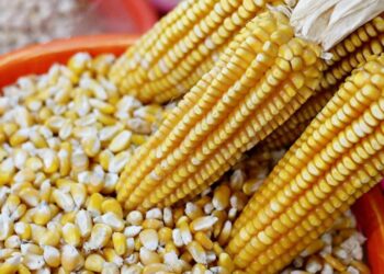 عباد الشمس بورصة الحبوب
