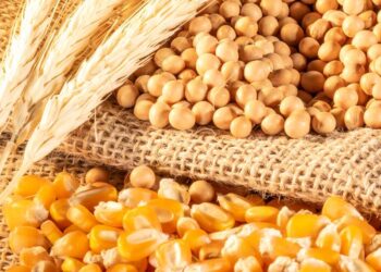 انخفاض العقود الآجلة لفول الصويا والذرة والقمح مع توقع وزارة الزراعة الأمريكية لمحاصيل ضخمة