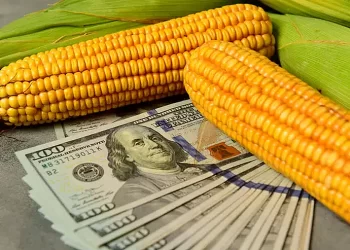 أسعار الذرة في بورصة شيكاغو تتعرض للضغوط بسبب الحصاد الأمريكي
