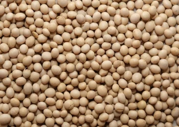 فول الصويا