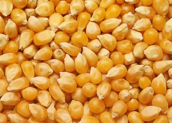 مبيعات الذرة الأمريكية الأسبوعية عند 2.34 مليون طن