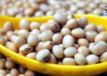 بورصة الحبوب: أسعار فول الصويا تحقق الهدف وتتجة نحو الصعود اليوم 9-10-2024