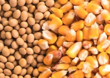 الذرة ترتفع والصويا والقمح يتراجعان..العقود الآجلة للحبوب تتباين في أخر جلسات الأسبوع