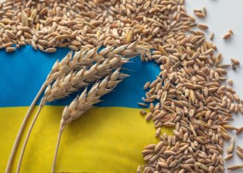 صادرات أوكرانيا من الحبوب تنخفض 2% أسبوعياً