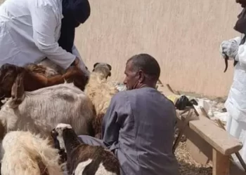 الحملة القومية لتحصين الماشية