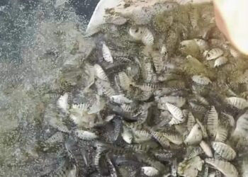 تنمية البحيرات تعلن إلقاء 5 ملايين وحدة زريعة سمكية في بحيرة السد العالي
