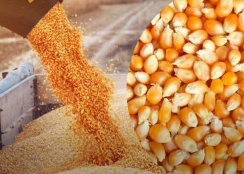 مبيعات الذرة