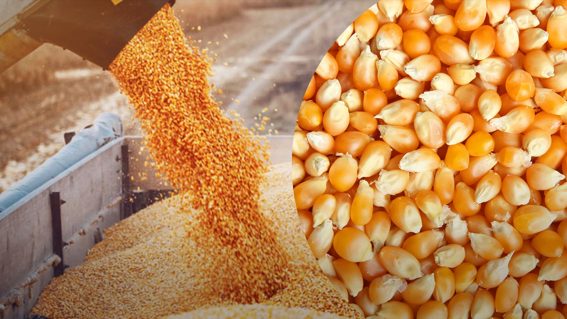 مبيعات الذرة