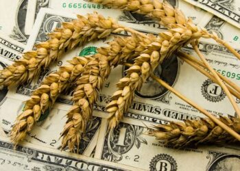 على خلفية الطلب الظرفي.. ارتفاع أسعار القمح في الموانئ الأوكرانية بمقدار 1-2 دولار/طن