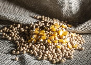 أنيس ترفع تقديرات صادرات البرازيل من الذرة وفول الصويا لشهر ديسمبر وتخفض الكسب