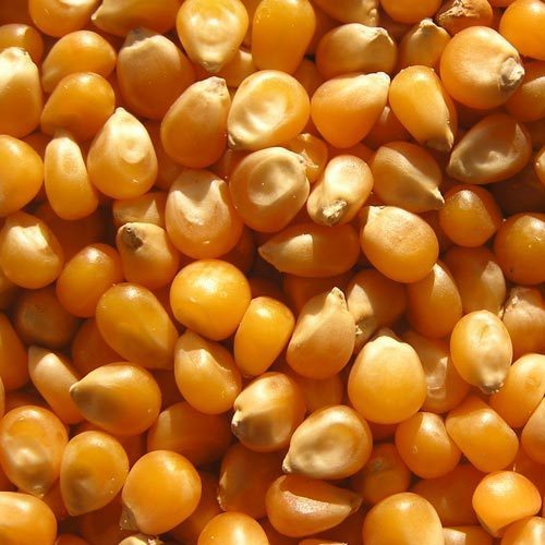 الذرة المستوردة
