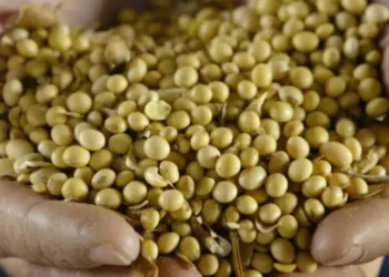 بنسبة 31٪.. انخفاض مبيعات فول الصويا الأمريكية إلى أدنى مستوى خلال عام تسويقي