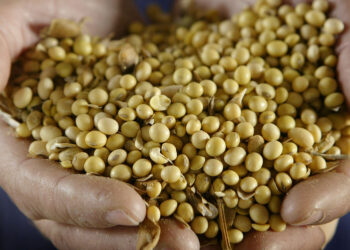 فول الصويا ينهار إلى أدنى مستوياته يوم الأربعاء
