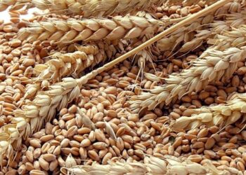 مبيعات القمح الأسبوعية في الولايات المتحدة أعلى من التقديرات وانخفاض الصادرات 53%