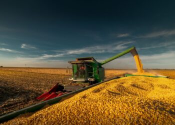 حصاد محصول الذرة الأول في البرازيل يبلغ 1.1%