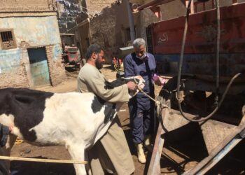 بيطرى البحيرة تطلق حملة لعلاج الماشية فى مركز كفر الدوار