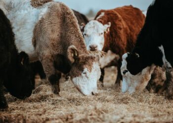 صادرات اللحوم الألمانية تواجه اضطراباً بعد ظهور مرض الحمى القلاعية