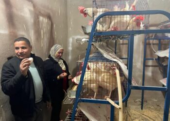 بحوث الصحراء يدعم سيدات جنوب سيناء بمشروعات الدواجن لتحسين دخل الأسرة وتنمية الثروة الداجنة