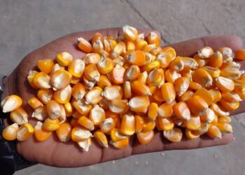 أسعار الذرة تواصل الارتفاع في أوكرانيا