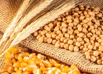 تعثر العقود الآجلة لفول الصويا والذرة والقمح في بورصة شيكاغو بسبب مبيعات المزارعين الأسبوعية