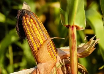 بنجلاديش تحصل على إنتاجاً قياسياً من الذرة