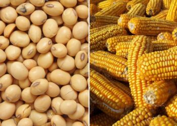 شحنات فول الصويا والذرة الأمريكية تتجاوز مستويات العام الماضي بأكثر من 20%