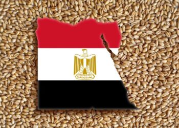 مستقبل مصر تقوم بشراء كميات كبيرة من القمح الروسي