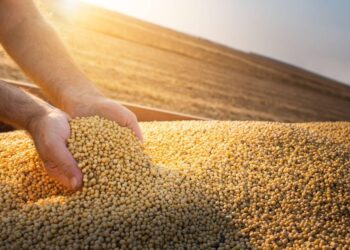 منتجات الصويا تحقق أعلى مستوياتها في شيكاغو اليوم الإثنين مع التركيز على الطقس في الأرجنتين
