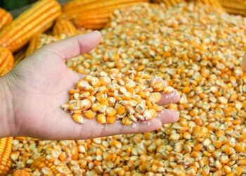 ارتفاع أسعار الذرة