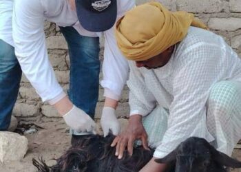 بحوث الصحراء ينظم قافلة بيطرية لتحسين صحة الثروة الحيوانية بمدينة الشلاتين