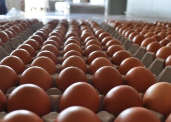 تركيا تصدر 15 ألف طن من البيض إلى الولايات المتحدة وسط الاضطرابات الناجمة عن أنفلونزا الطيور
