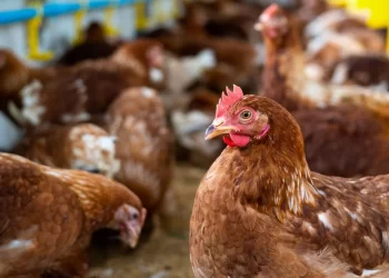 كندا تعلن عن تفشي أنفلونزا الطيور H5N5 في مزرعة دواجن