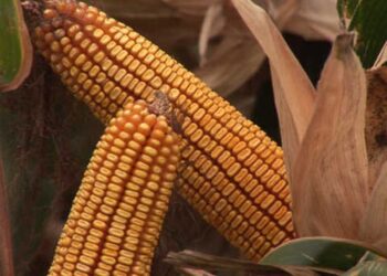مبيعات الذرة الأسبوعية في الولايات المتحدة تسجل 794.7 ألف طن