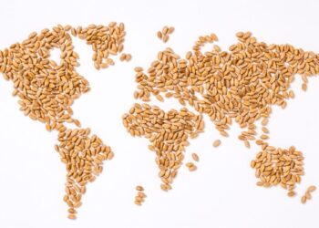 توقعات بانخفاض واردات القمح العالمية وسط التباطؤ الاقتصادي