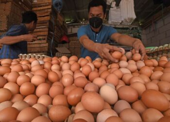 ارتفاع صادرات البيض البرازيلية وسط طلب أقوى من الولايات المتحدة