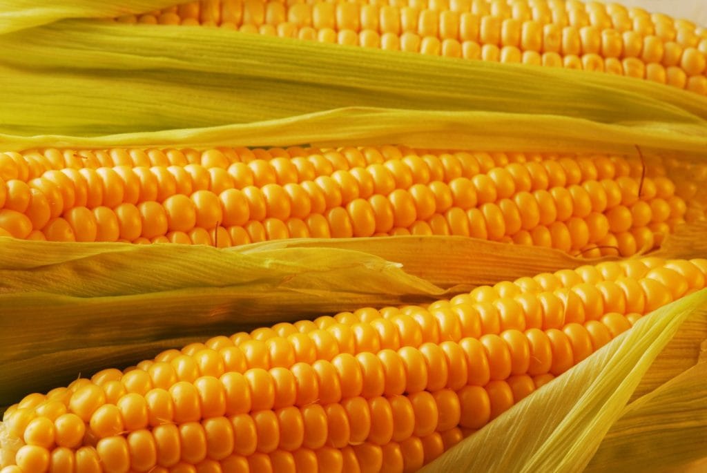 المكسيك تحظر الذرة المعدلة وراثيا