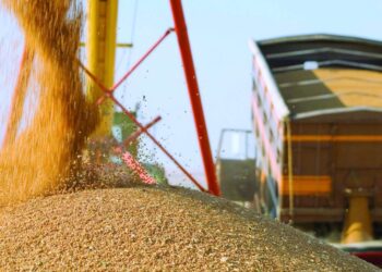 وزارة الزراعة الأمريكية تتوقع انخفاض إنتاج فول الصويا الأمريكي ​​في العام التسويقي المقبل