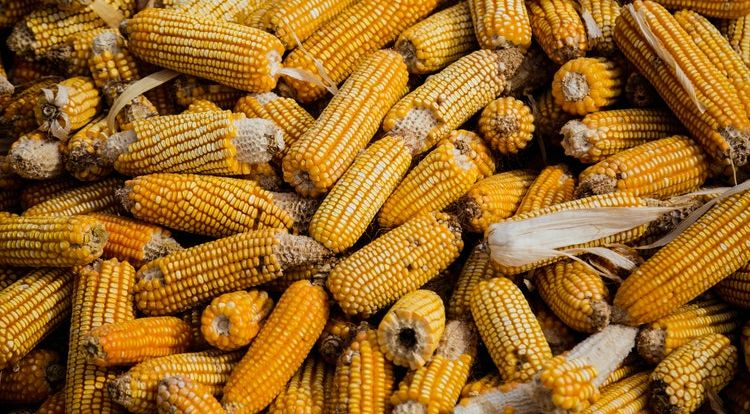 أوكرانيا تصدر أكثر من مليون طن من الحبوب في الأيام العشرة الأولى من مارس