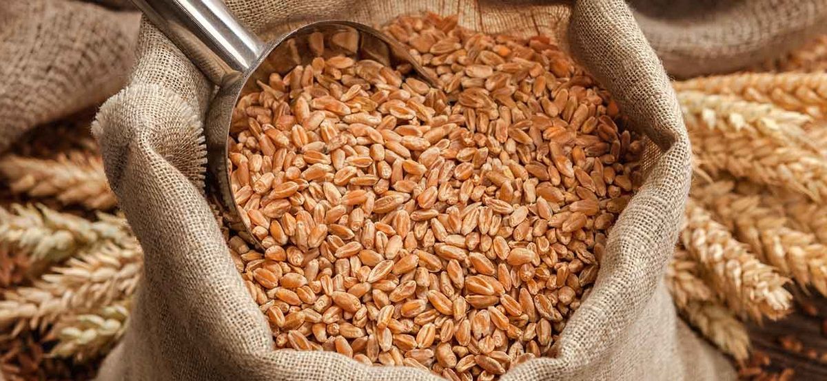 انخفاض صادرات القمح الروسي في مارس بمقدار ثلاث مرات