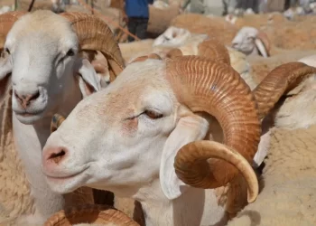 الجزائر توافق على استيراد مليون رأس من الماشية وإعفائها من الرسوم والضرائب