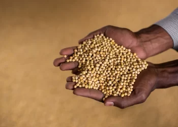 الولايات المتحدة تبيع 277 ألف طن من فول الصويا خلال الأسبوع الماضي