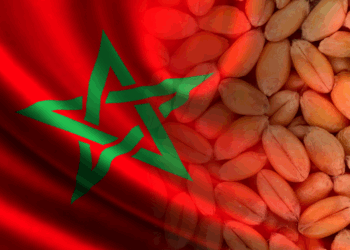 بعد 7 سنوات من الجفاف.. المغرب يتوقع زيادة في إنتاج الحبوب