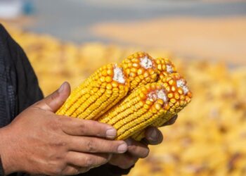 واردات الاتحاد الأوروبي من الذرة تسجل 16.76 مليون طن منذ بداية الموسم