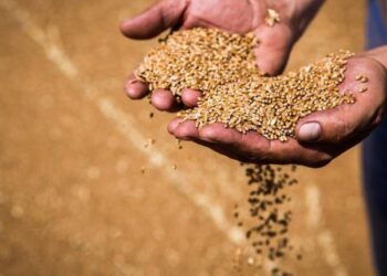 حصة روسيا في سوق القمح تتراجع إلى 20% بحلول نهاية الموسم الزراعي 2024-2025