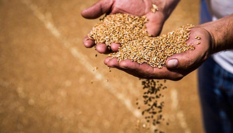حصة روسيا في سوق القمح تتراجع إلى 20% بحلول نهاية الموسم الزراعي 2024-2025