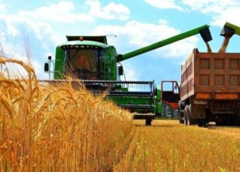 الفاو تتوقع إنتاج القمح في أوكرانيا لعام 2025 عند مستوى أقل من المتوسط ​​خلال السنوات الخمس الماضية