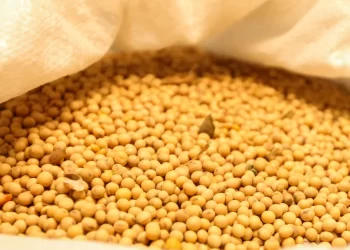 الولايات المتحدة تبيع 146 ألف طن من فول الصويا في أسبوع