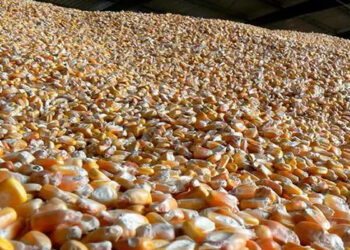 كوريا الجنوبية تطرح مناقصة دولية لشراء 140 ألف طن من الذرة