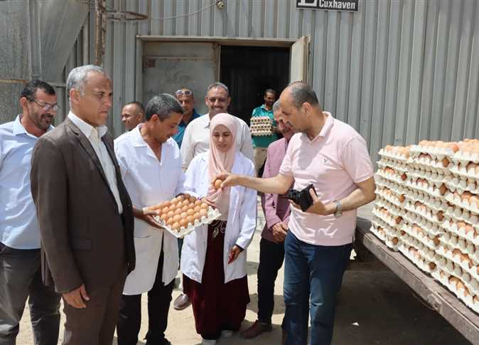 طرح أول دفعة من «رومي الأمهات» بمحطة الدواجن شرق النيل ببني سويف