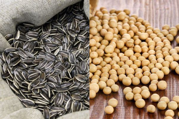 ارتفاع إنتاج البذور الزيتية في الاتحاد الأوروبي بعد أدنى مستوياته في العام الماضي